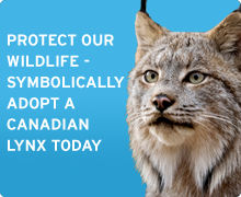 Adopt a Canada Lynx today